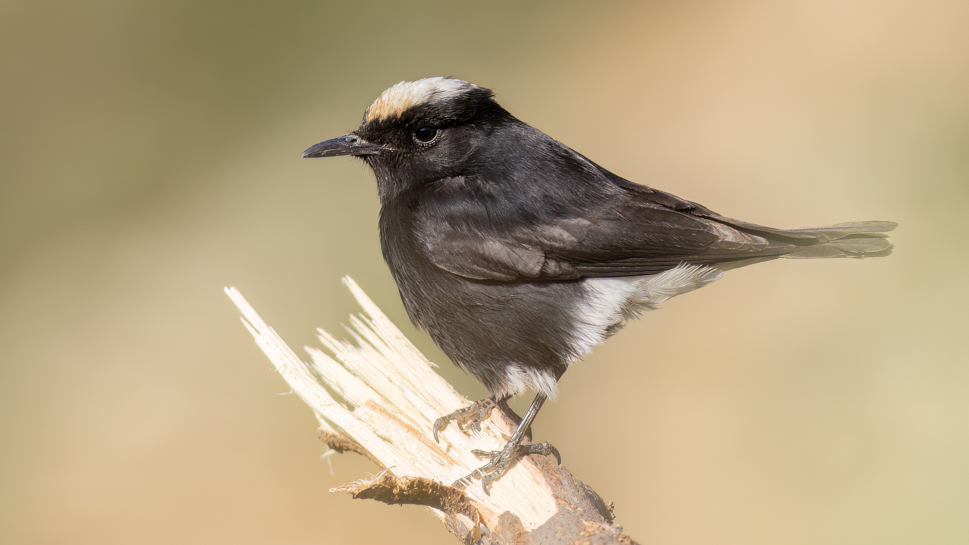 White-crowned Wheatear